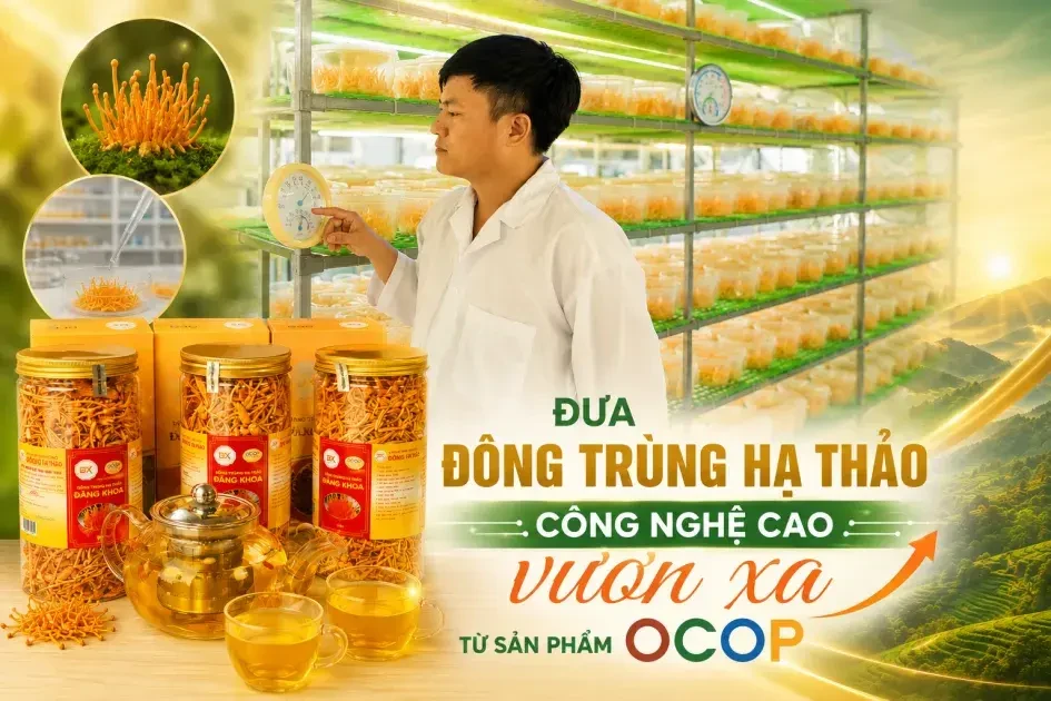 Đưa đông trùng hạ thảo công nghệ cao vươn xa từ sản phẩm OCOP
