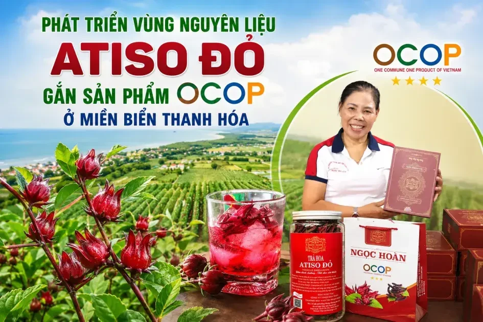Phát triển vùng nguyên liệu Atiso đỏ gắn sản phẩm OCOP ở miền biển Thanh Hóa